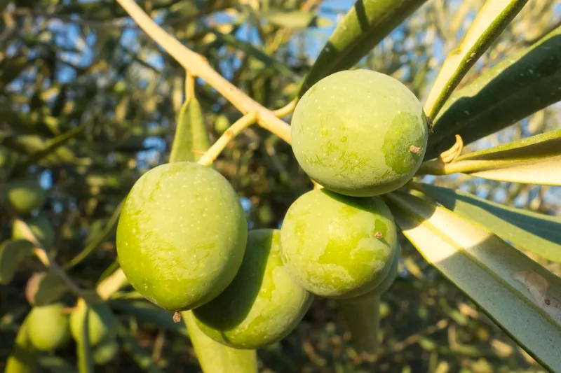 Aceitunas verdes en la rama, a contraluz
