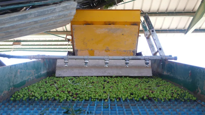 Aceitunas verdes en la cinta de lavado de una almazara