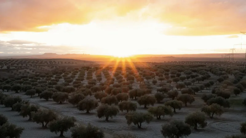 Hileras de olivos hasta el horizonte, con el sol saliendo